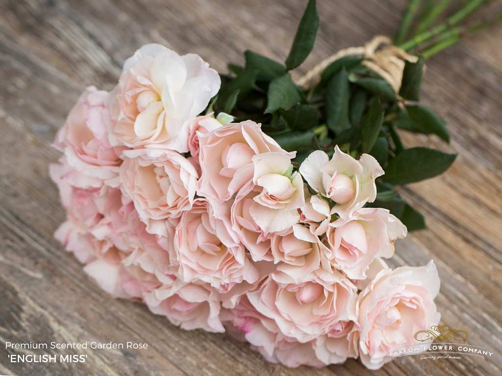 ROSE PARFUM ENGLISH MISS